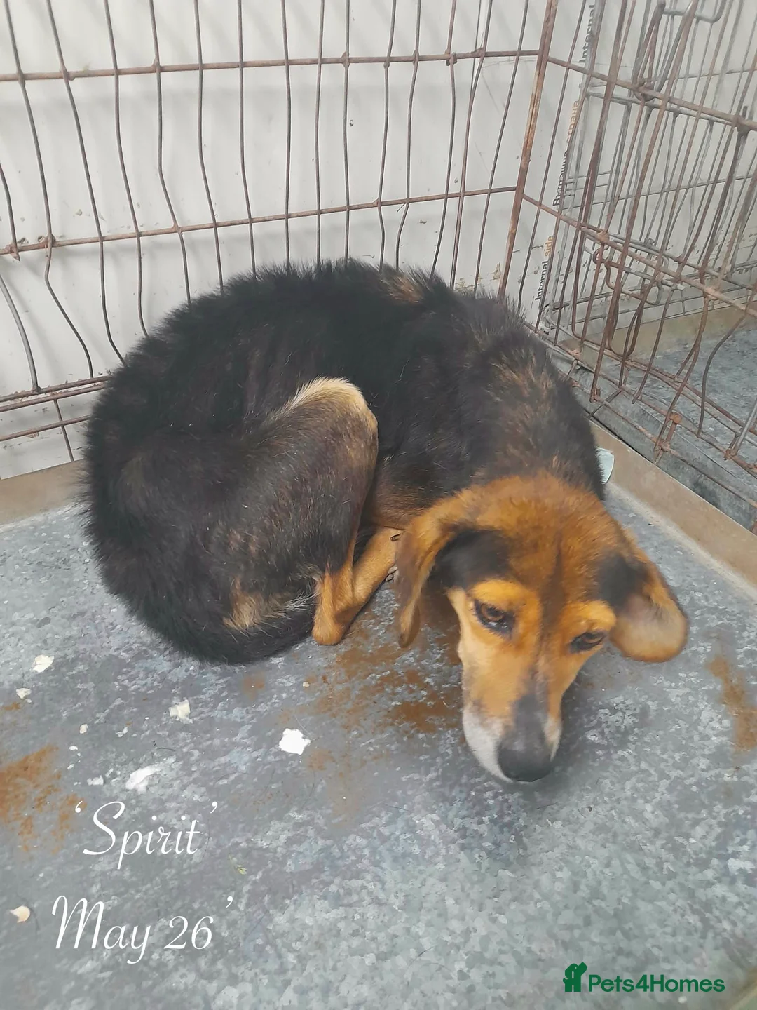 Mixed Breed dogs for adoption: Spirit, 10 years approx. Available for adoption. in Brixham - Advert 2