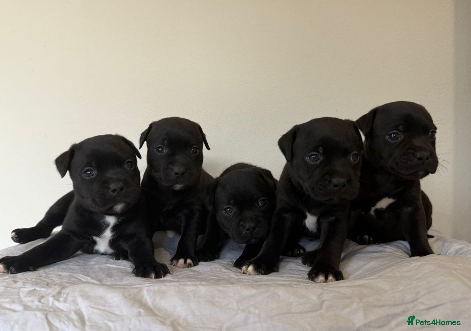 Staffordshire Bull Terrier dogs Stunning litter of black kc staffordshire bull's   - Advert 8