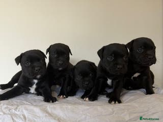 Staffordshire Bull Terrier dogs Stunning litter of black kc staffordshire bull's - Advert 3