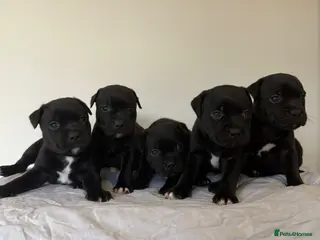 Staffordshire Bull Terrier dogs Stunning litter of black kc staffordshire bull's - Advert 3