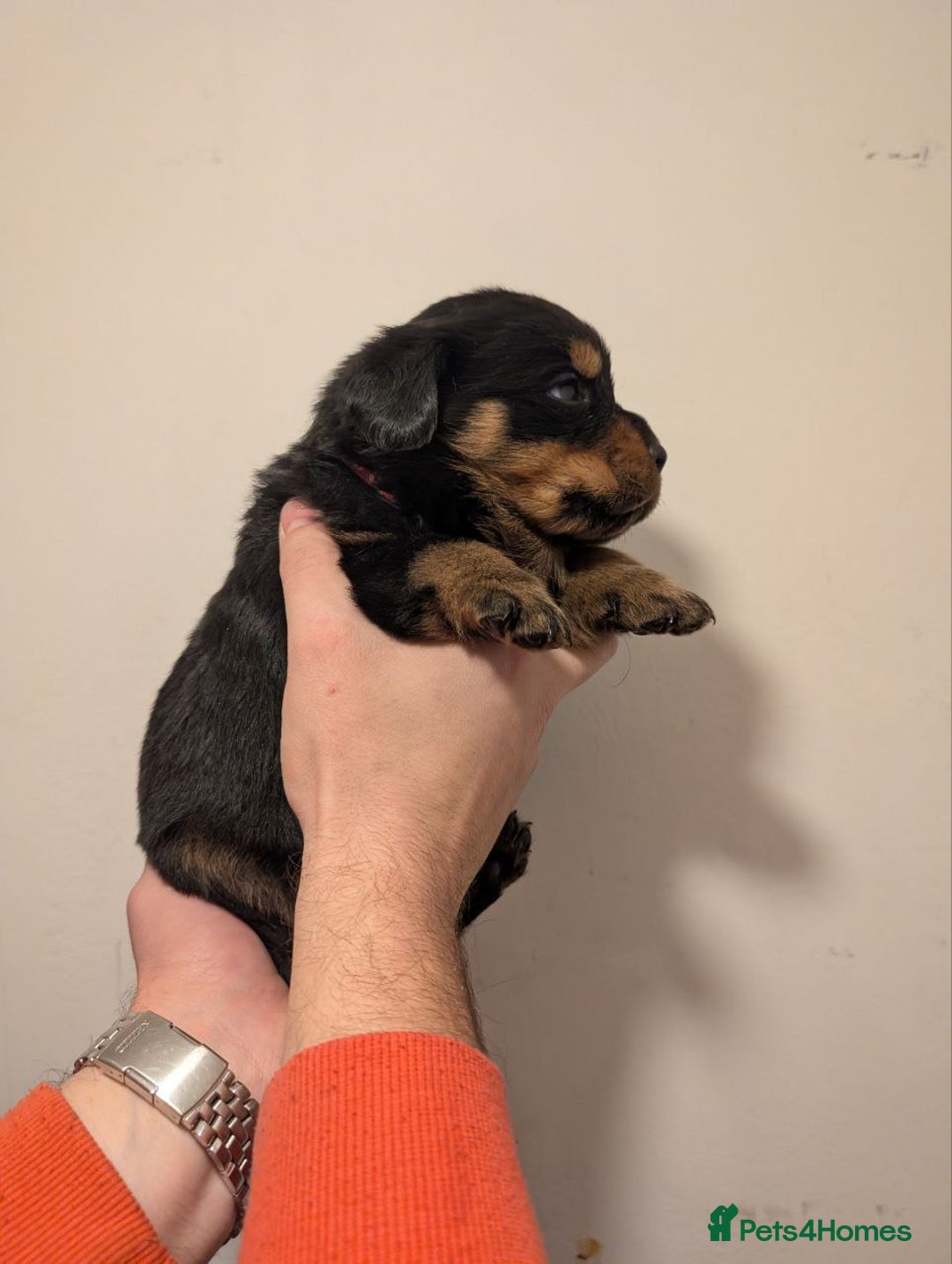 Rottweiler dogs for sale: 🐶 KC Rottweiler Puppies – German ADRK Bloodlines - Advert 31