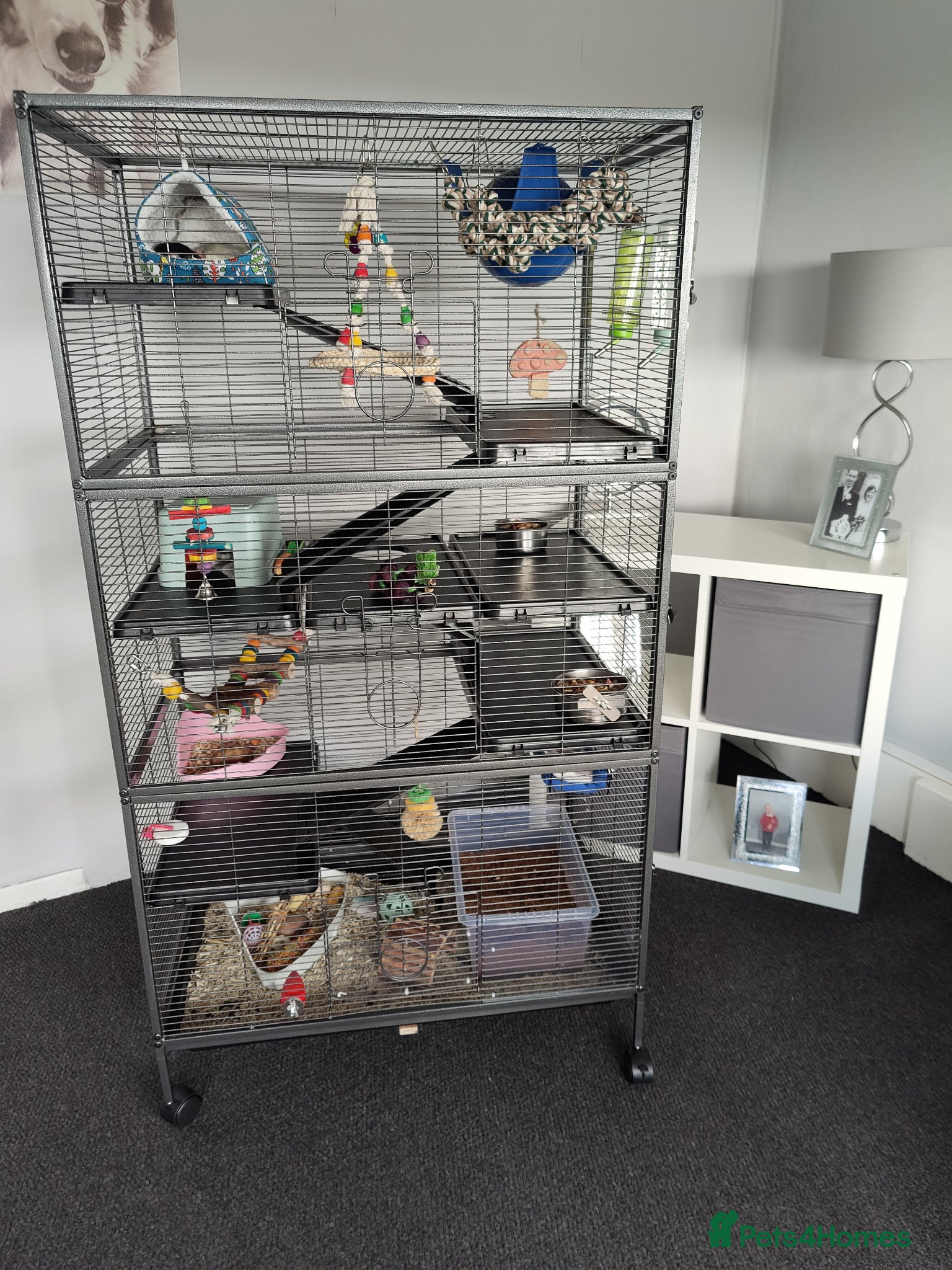 Rat rodents for sale: 1 dumbo Rex and 2 Dumbo all female 6 months old  - Advert 1