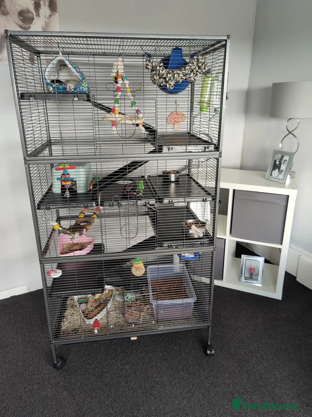 Rat rodents for sale: 1 dumbo Rex and 2 Dumbo all female 6 months old  in Birmingham - Advert 1