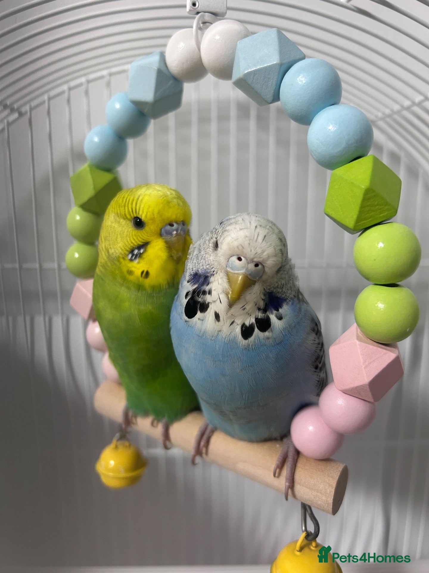 Budgerigars birds Pair of Beautiful Budgies with cage ,food & toys - Advert 4