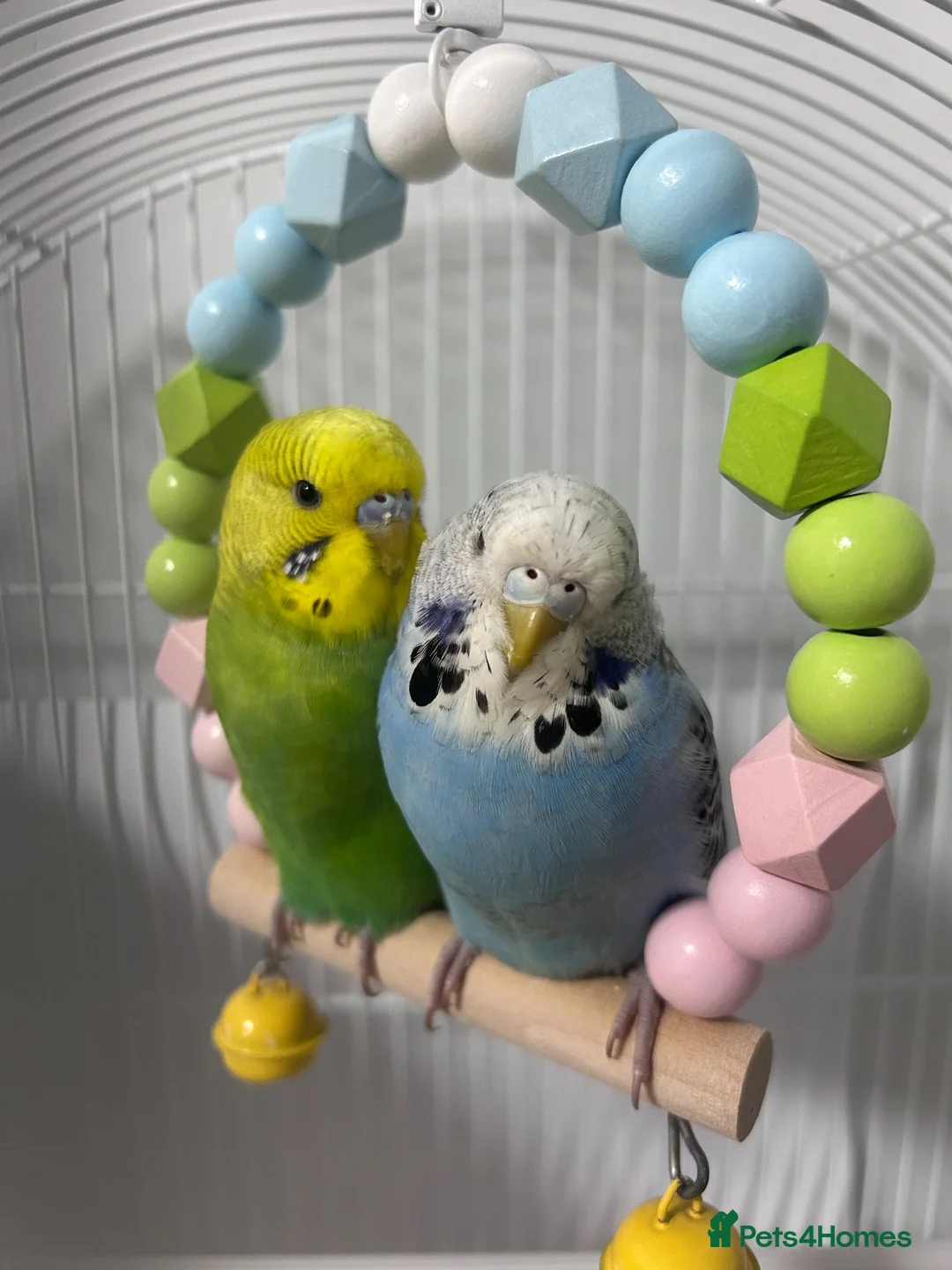 Budgerigars birds for sale: Pair of Beautiful Budgies with cage ,food & toys - Advert 1