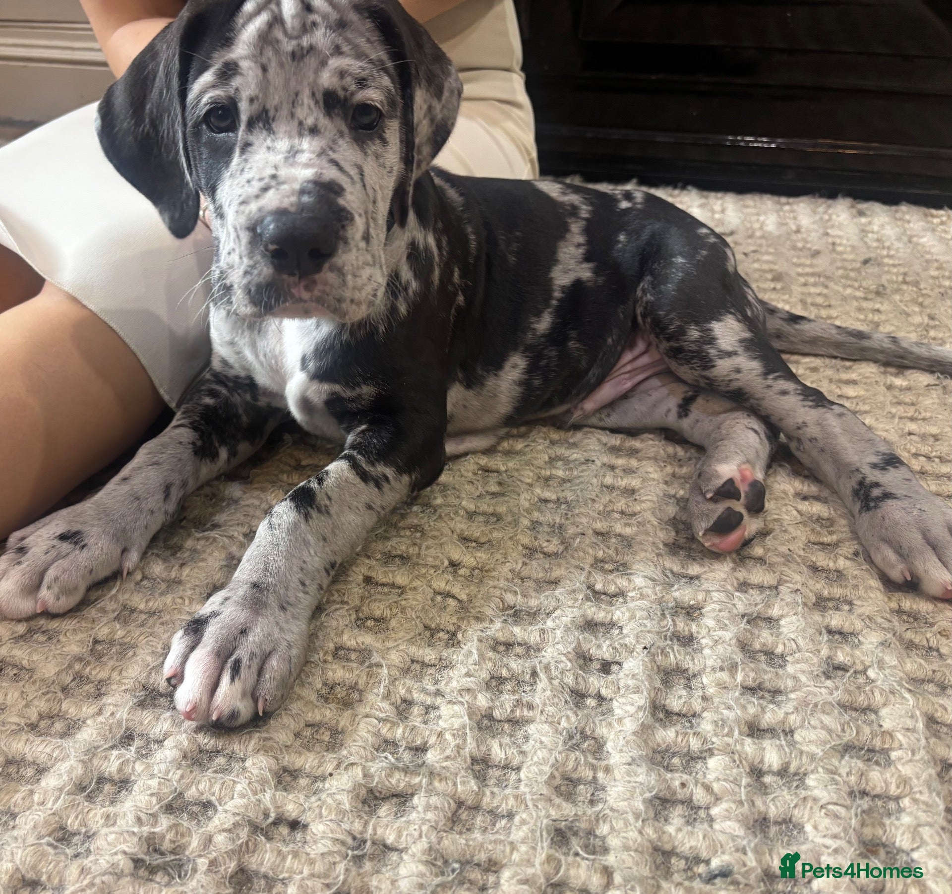 Great Dane dogs Great Dane puppies for sale  - Advert 2
