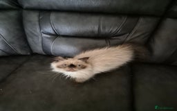 Tibetan cats for sale:  2 males  - Advert 5