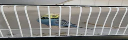 Budgerigars birds for sale: Budgerigars - Advert 5