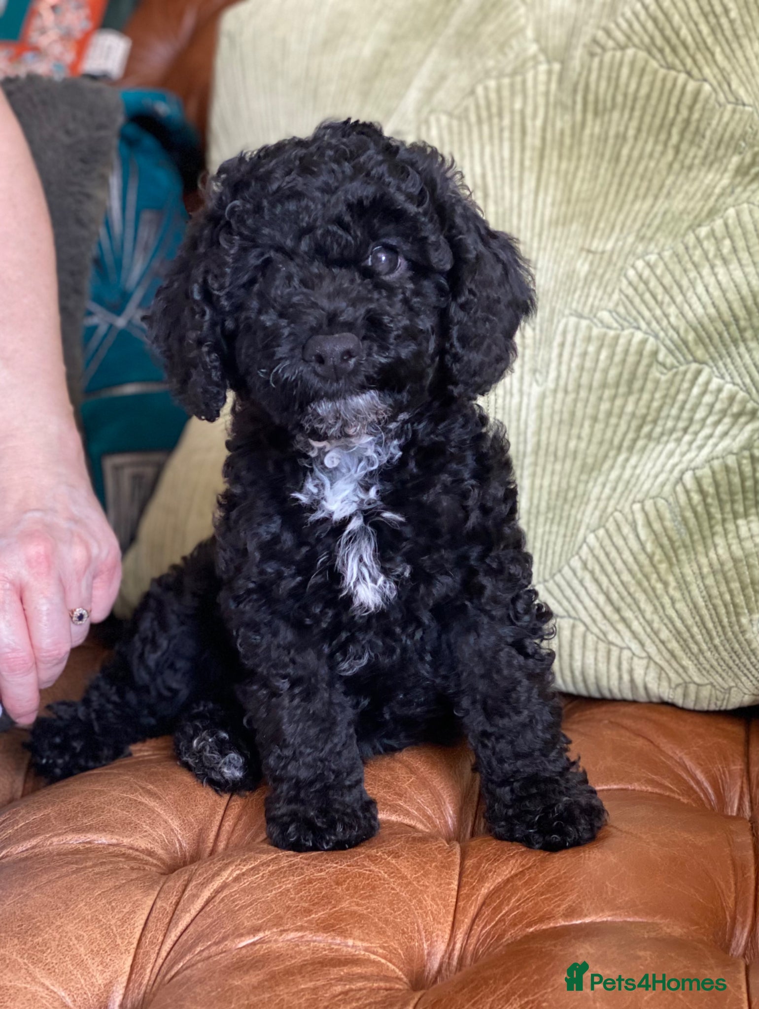 Cockapoo dogs Girl F2 cockapoo last one available - Advert 1