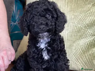 Cockapoo dogs Girl F2 cockapoo last one available - Advert 1