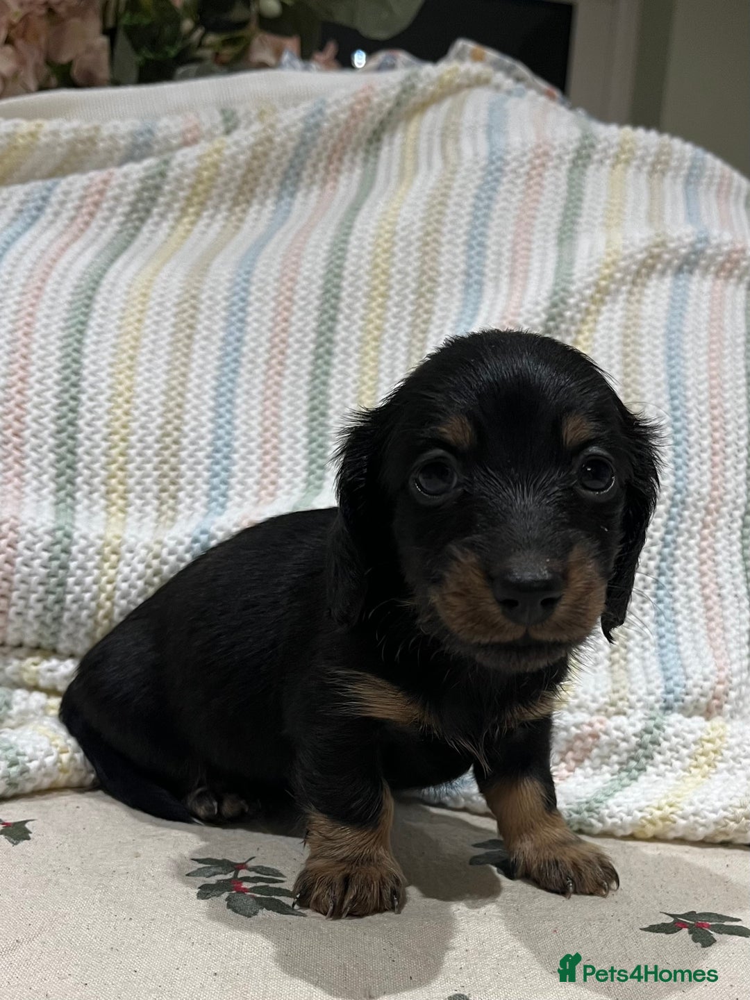 Miniature Dachshund dogs for sale: Ready to leave Mini long hair dachshund pups  - Advert 18