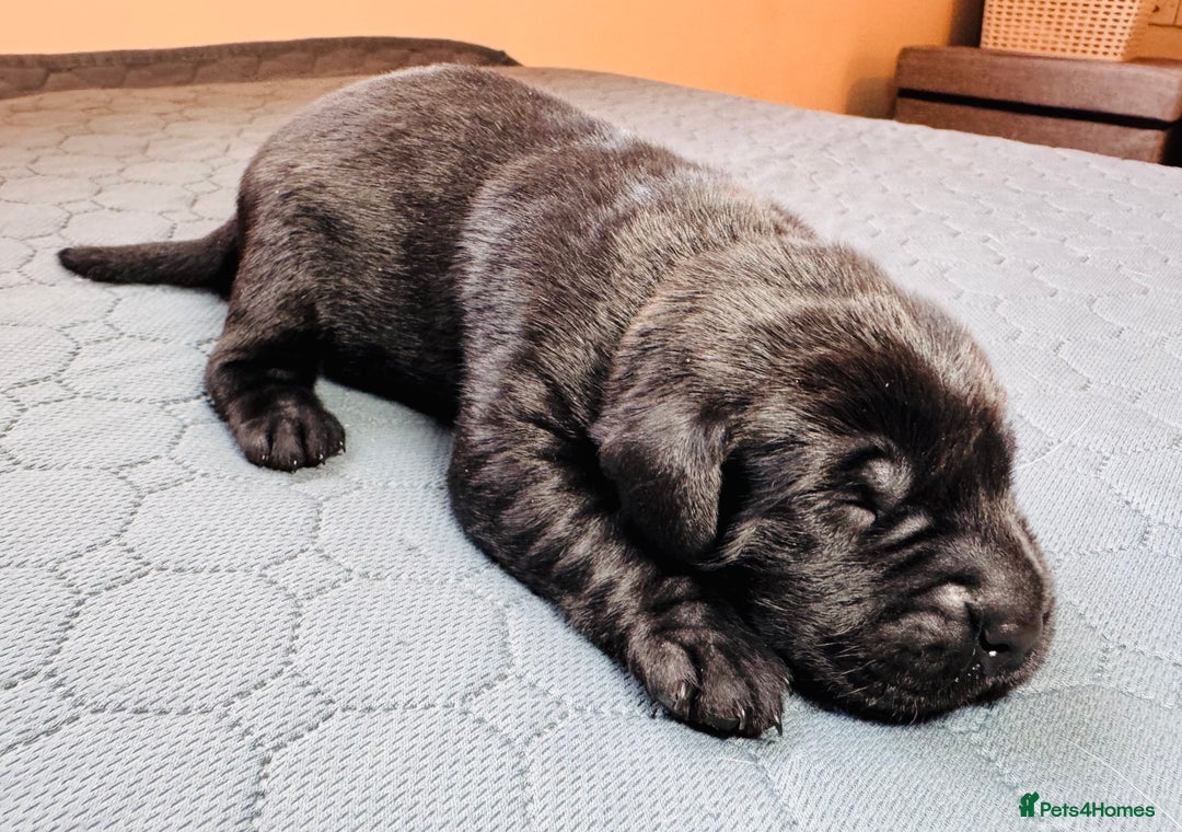 Labrador Retriever dogs for sale: Beautiful Working Black Labradors 🐾🐾 - Advert 8