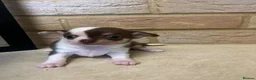 Chihuahua dogs for sale: 🐾GORGEOUS CHIHUAHUA PUPPIES READY TO RESERVE NOW - Advert 1