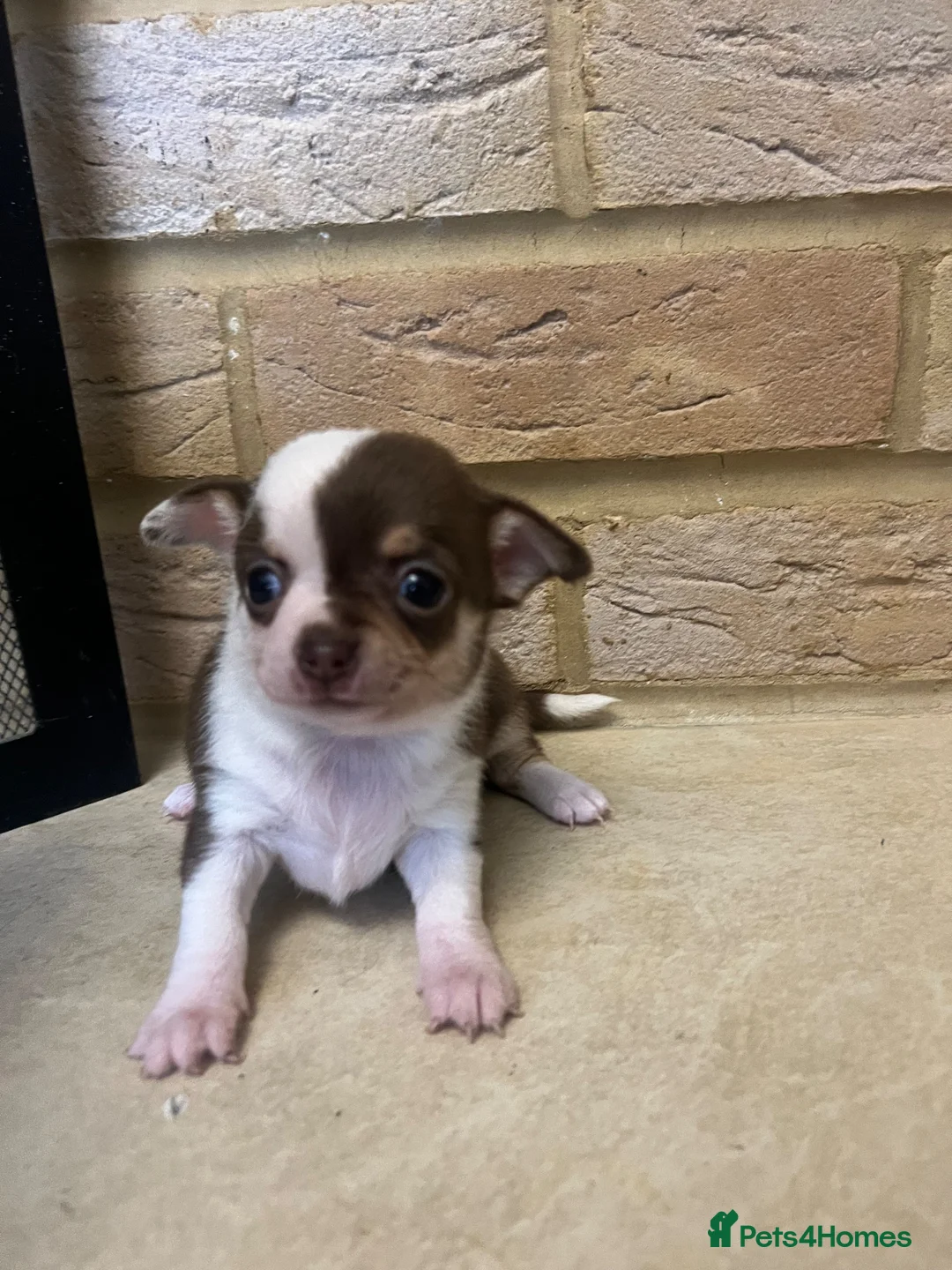 Chihuahua dogs for sale: 🐾GORGEOUS CHIHUAHUA PUPPIES READY TO RESERVE NOW - Advert 1
