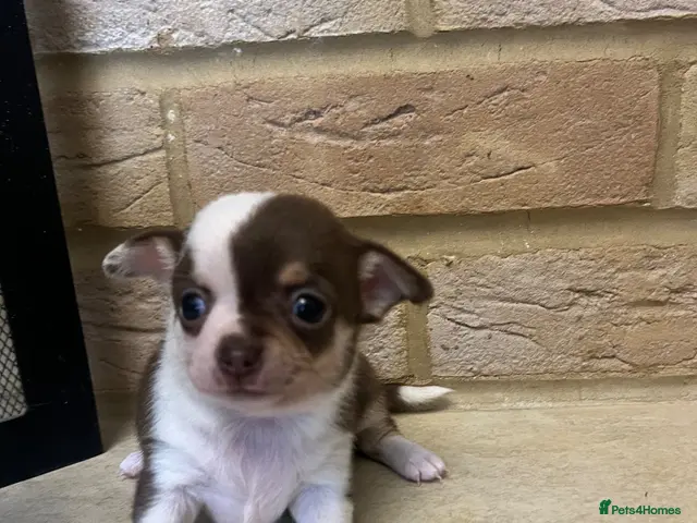 Chihuahua dogs for sale: 🐾GORGEOUS CHIHUAHUA PUPPIES READY TO RESERVE NOW - Advert 1