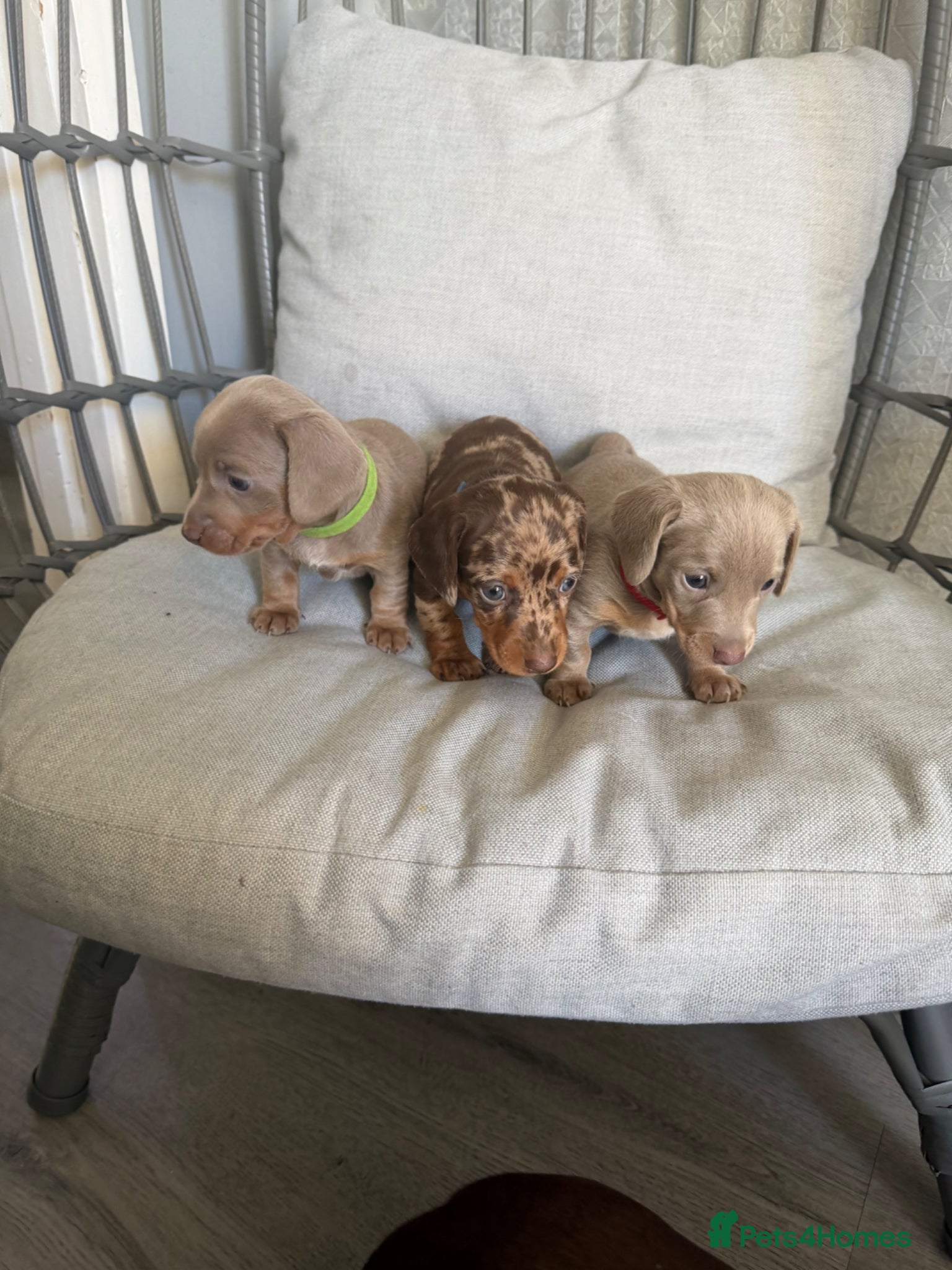 Miniature Dachshund dogs Beautiful miniature Dachshund puppies - Advert 5