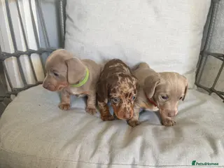 Miniature Dachshund dogs Beautiful miniature Dachshund puppies - Advert 5