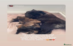 Chow Chow dogs for sale: 🐾Adorable Pedigree Chow Chow Puppies paw - Image 31