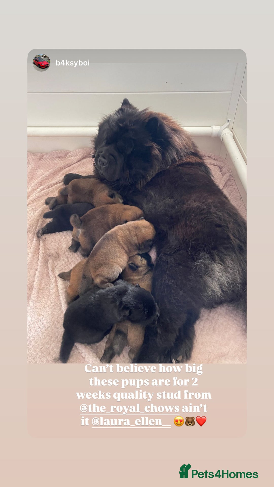 Chow Chow dogs for sale: 🐾Adorable Pedigree Chow Chow Puppies paw - Image 31