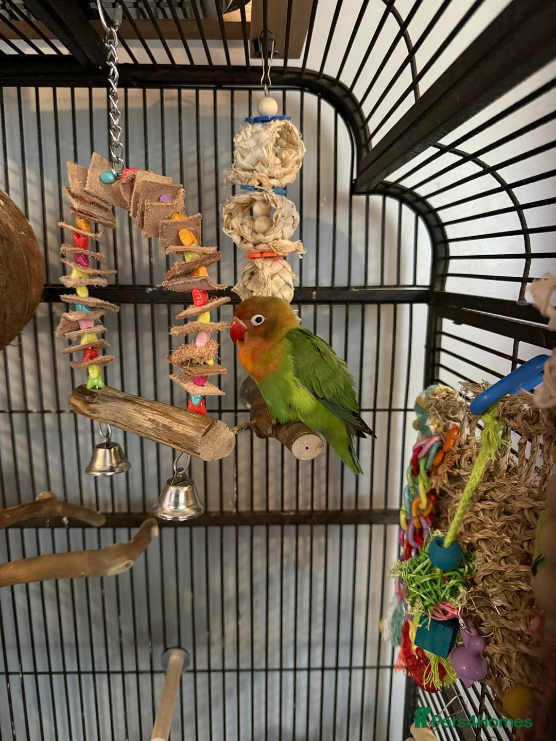 Lovebirds birds for sale: 2 lovebirds for sale  - Advert 2