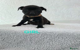 Staffordshire Bull Terrier dogs for sale: Kc reg black blue staffy puppies  - Image 11