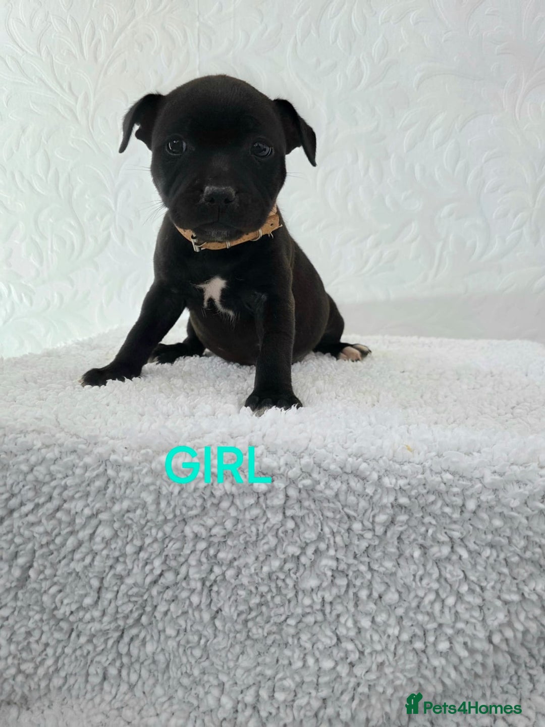 Staffordshire Bull Terrier dogs for sale: Kc reg black blue staffy puppies  - Image 11