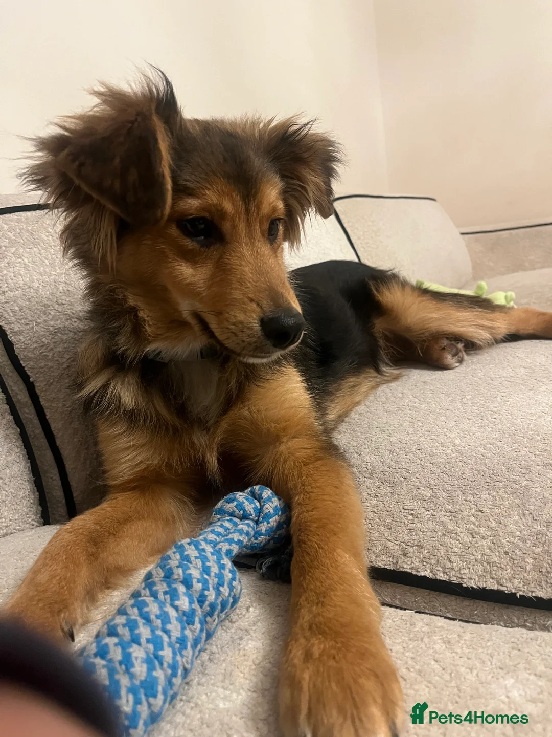 Mixed Breed dogs for sale: Male Puppy Mix Breed  - Advert 4