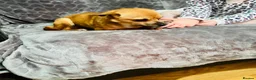 Chihuahua dogs for sale: Chihuahua female for sale - Advert 3