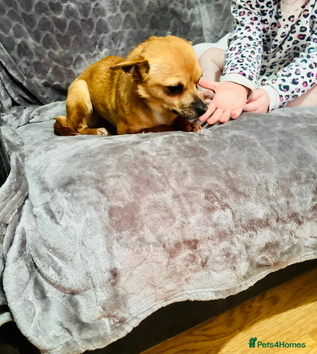 Chihuahua dogs for sale: Chihuahua female for sale - Advert 3