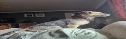 Border Terrier dogs for sale: Two Beautiful Border Terrier Puppies - Advert 4