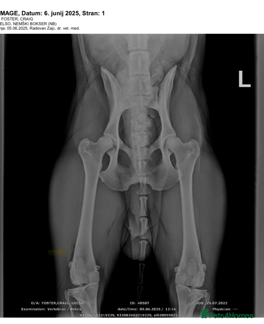 Boxer dogs for stud: Fully Health tested euro / kc reg Boxsanuk Gelso  in Newcastle upon Tyne - Advert 20