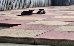 American Shorthair cats for sale: Two male cats Smudge 12 years old Oreo 3 years old - Image 1