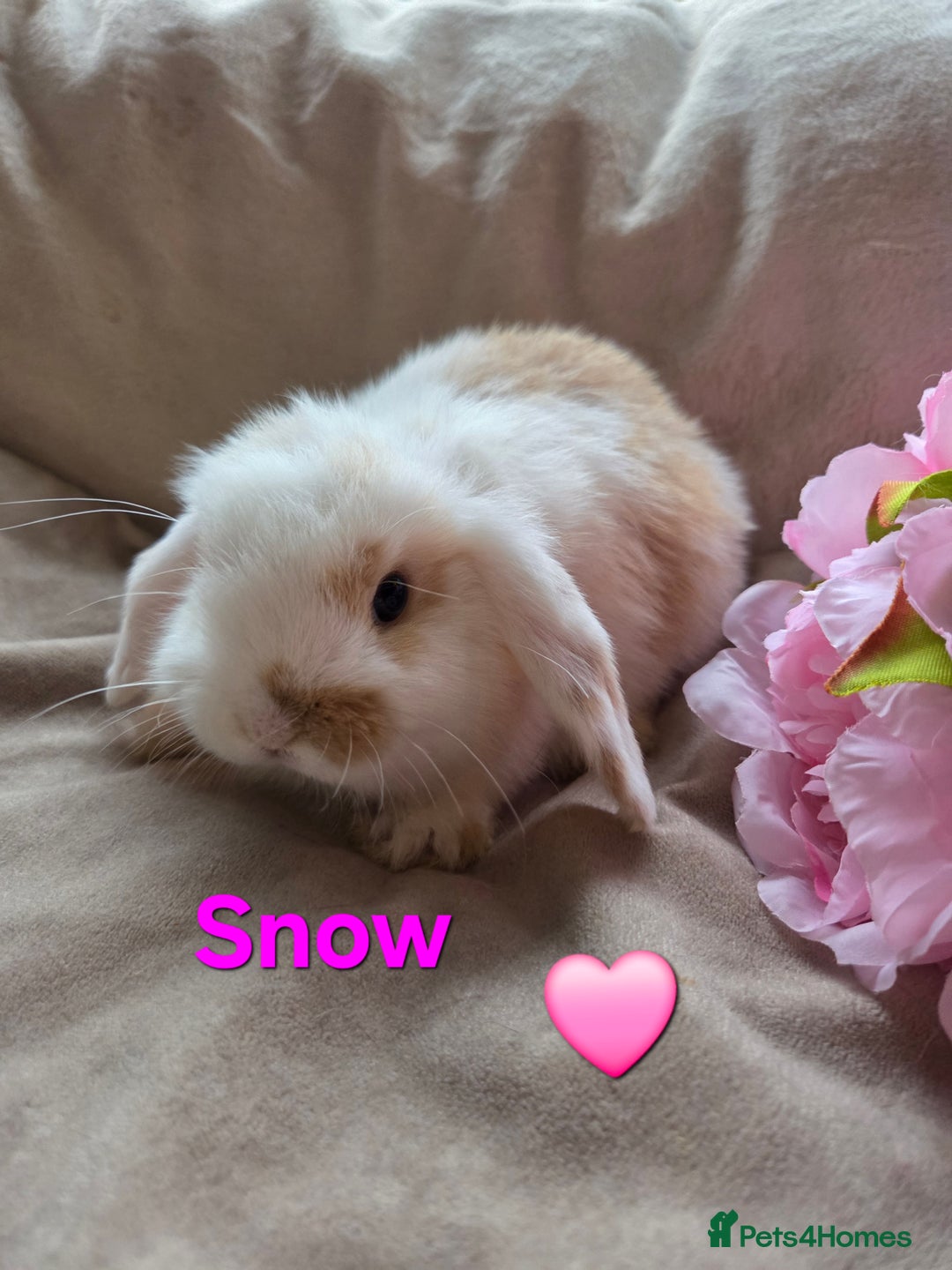 Mini Lop rabbits for sale: 🐰Beautiful baby mini lops 🐰 - Advert 7