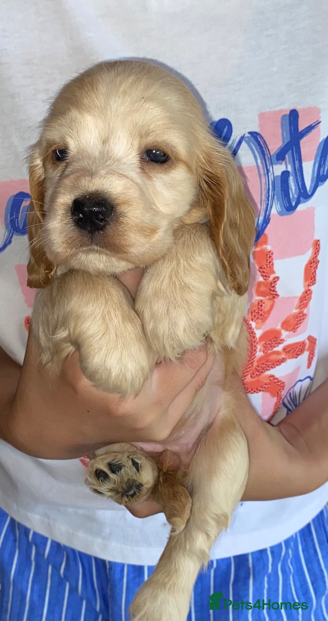 Cocker Spaniel dogs 🐾BEAUTIFUL KC REGISTERED SHOW COCKERS🐾 - Advert 2