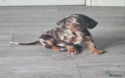 Miniature Dachshund dogs for sale: 6 beautiful miniature Dachshund 7 weeks old - Image 1
