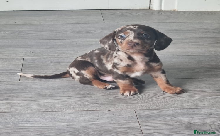 Miniature Dachshund dogs - Advert 1