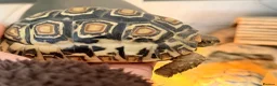 Tortoise reptiles for sale: Two Leopard Tortoise with setup - Advert 2