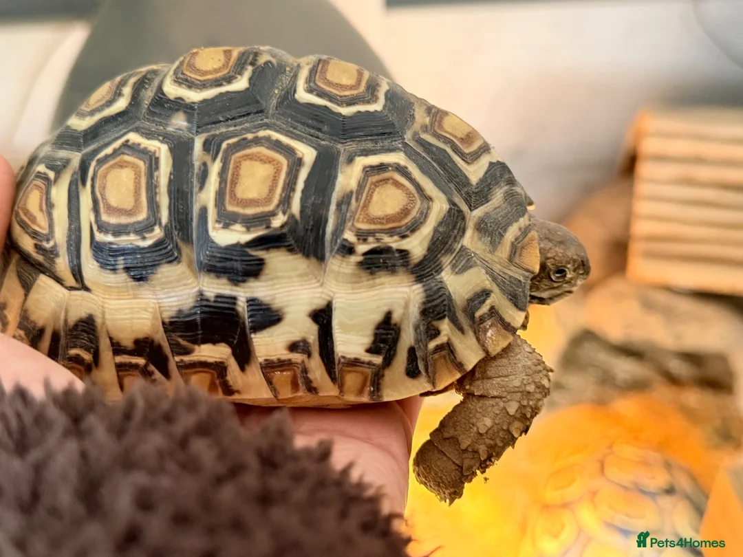 Tortoise reptiles for sale: Two Leopard Tortoise with setup - Advert 2