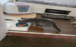 British Shorthair cats for sale: Gabriel Vasile  - Image 5
