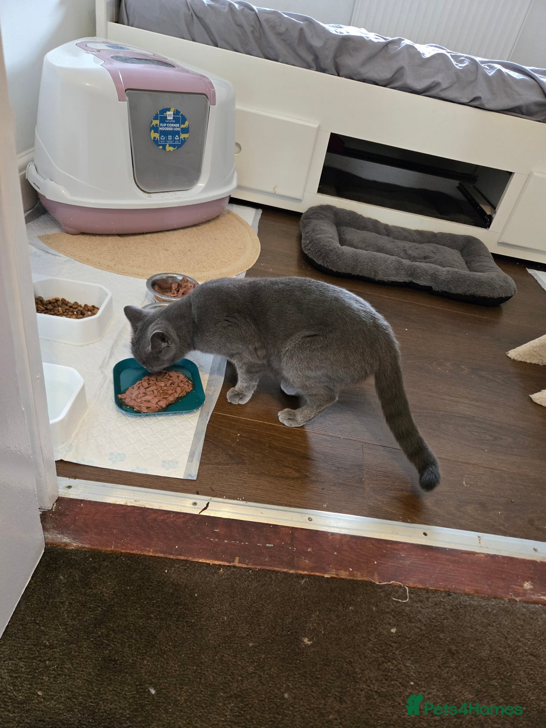 British Shorthair cats for sale: Gabriel Vasile  - Image 5
