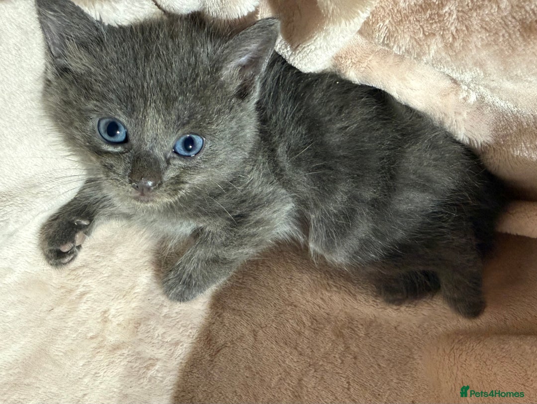 British Shorthair cats for sale: British shorthair kittens - Advert 9