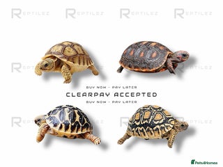 Tortoise reptiles TORTOISE BABIES - Advert 2