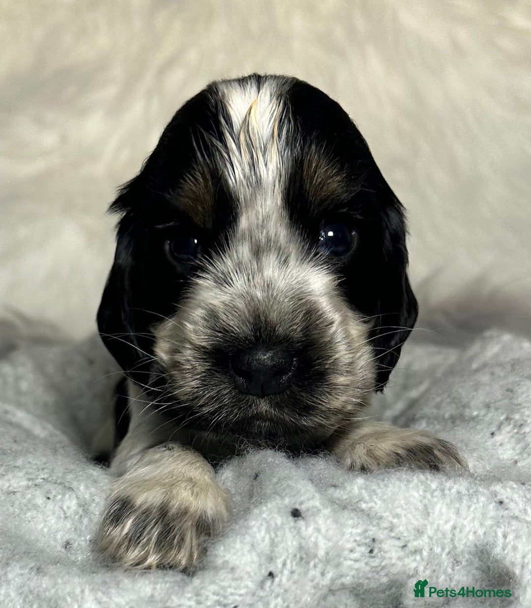 Cocker Spaniel dogs for sale: Show type cocker spaniels - Advert 4