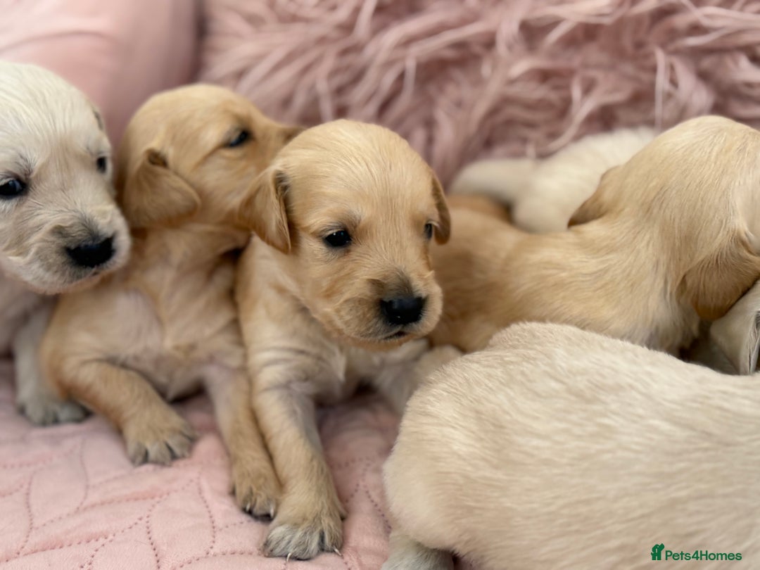 Golden Retriever dogs for sale: Beautiful GR Puppies – No Expense Spared! - Image 27