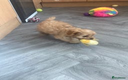 Cavapoo dogs for sale: 5 beautiful F1 cavapoo puppies - Image 10