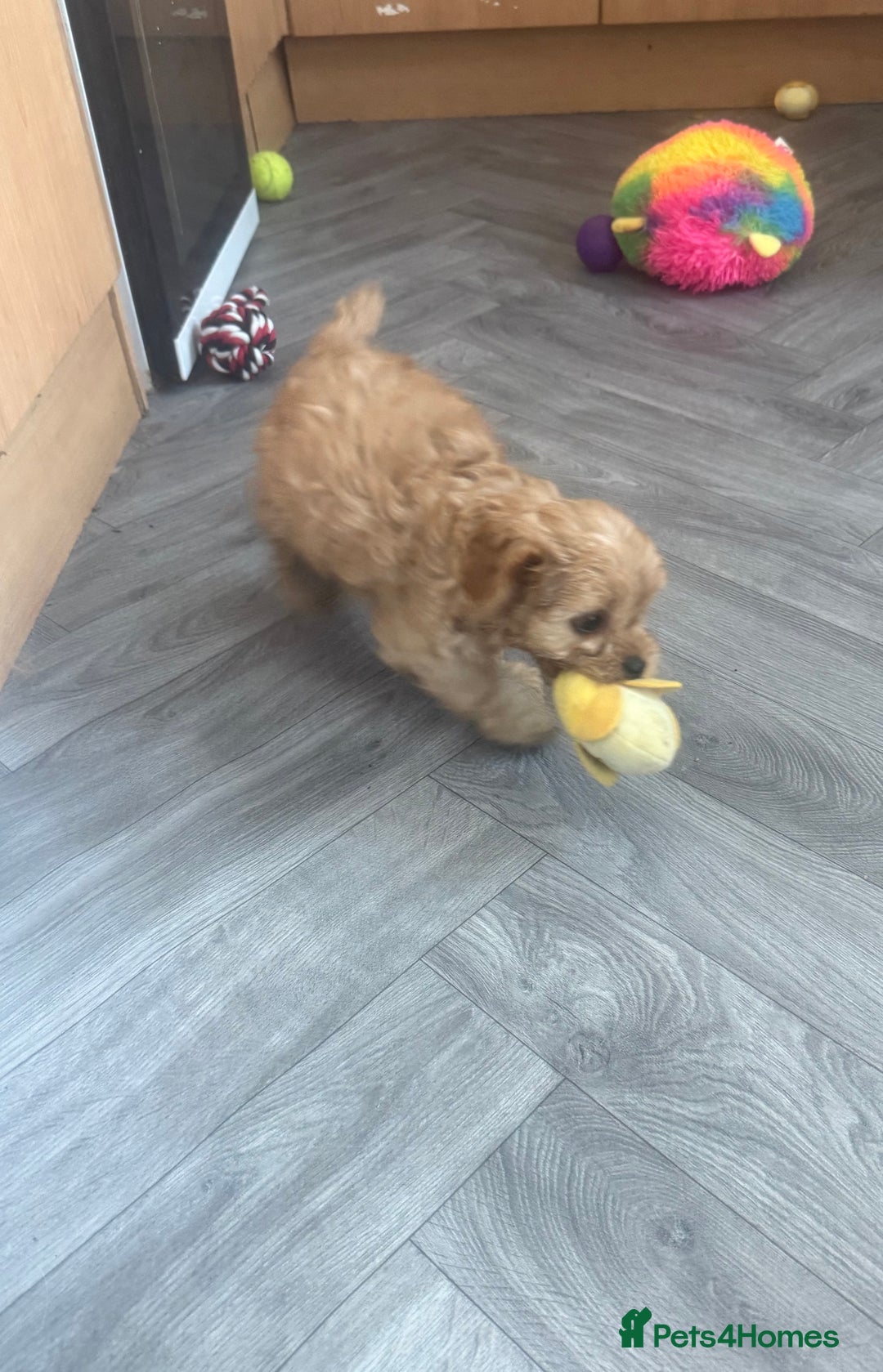 Cavapoo dogs for sale: 5 beautiful F1 cavapoo puppies - Image 10