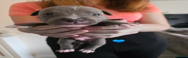 Staffordshire Bull Terrier 2