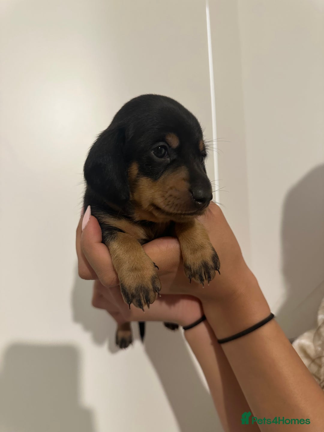 Miniature Dachshund dogs for sale: ✨Mini Smooth Hair Dachshund Ready 18/10/2025 ✨ - Image 18
