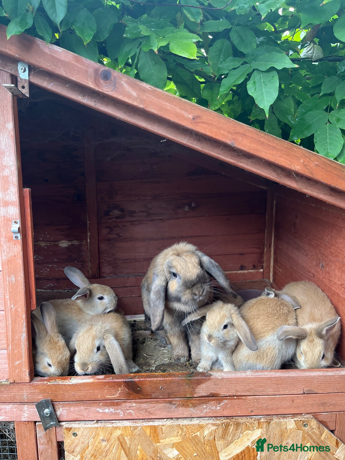Mini Lop rabbits Beautiful Mini Lops - Advert 1