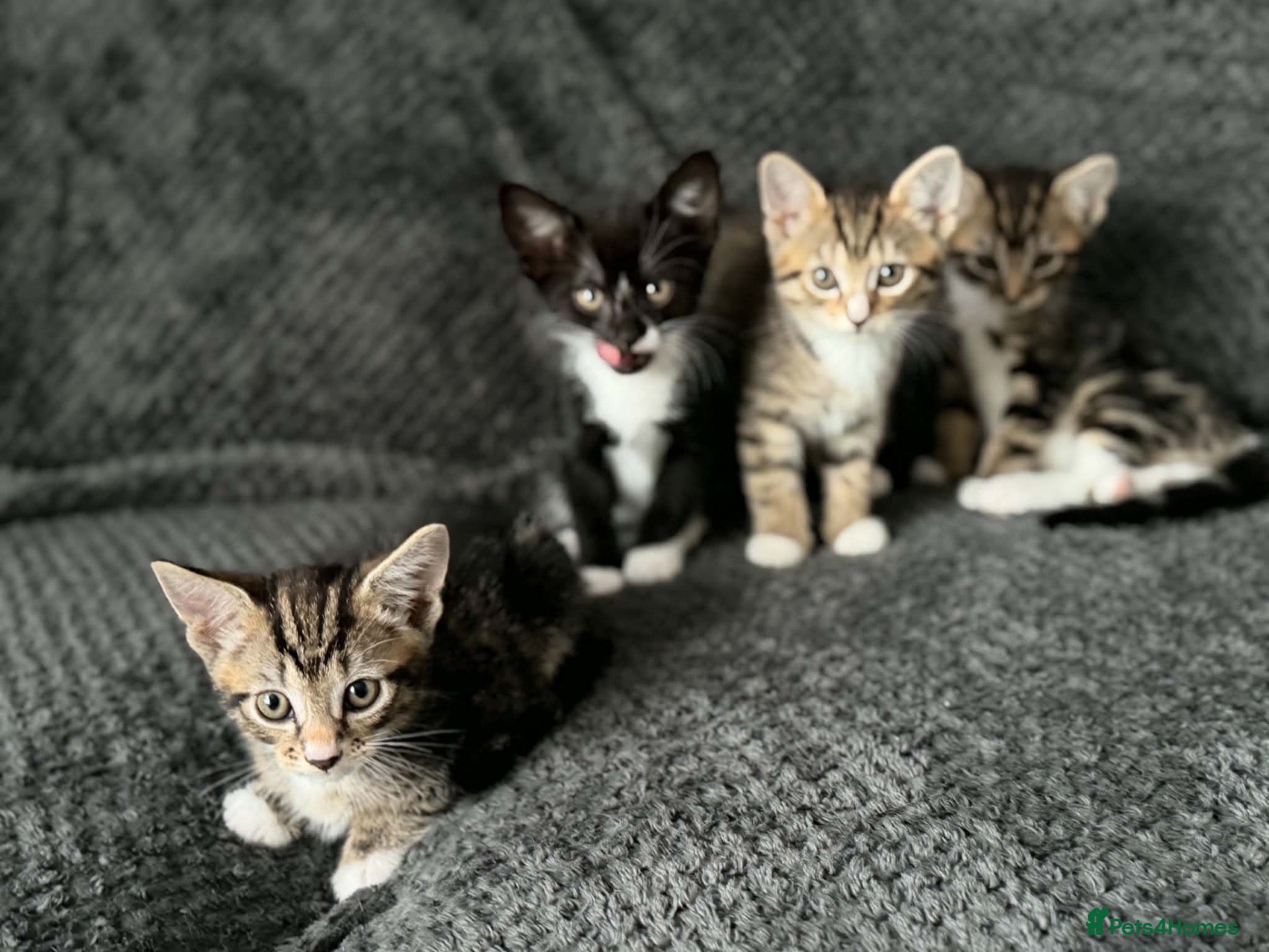 Bengal cats Bengal mix bread kittens  - Advert 2